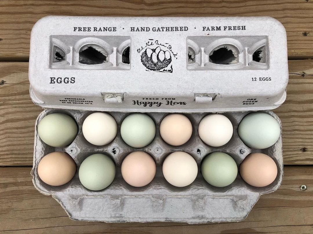 My Pet Chicken Egg Cartons Henlay Blank Stamping Egg Cartons - 25, 90, or 250