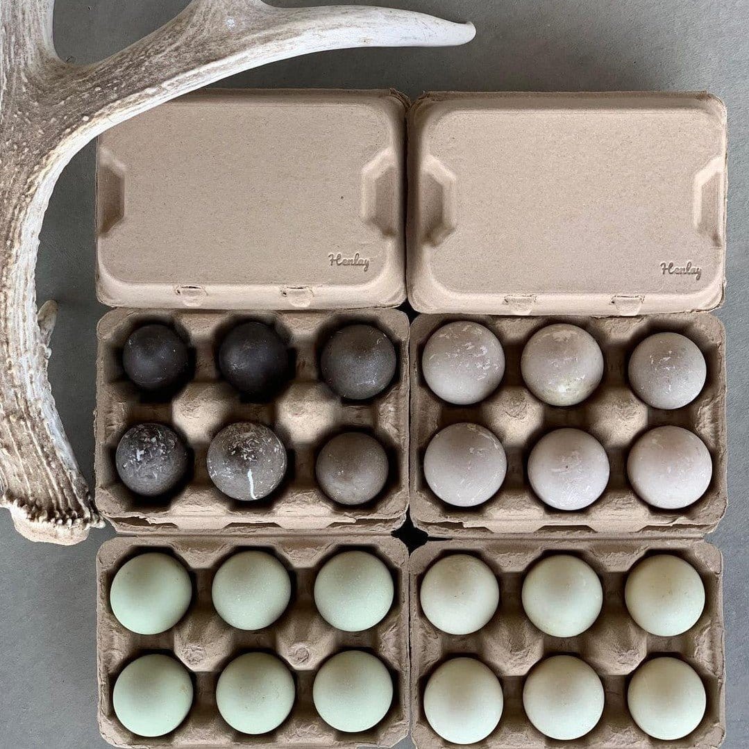 My Pet Chicken Egg Cartons Henlay Duck Egg Cartons - Holds Half Dozen Jumbo Eggs- Blank Flat Top, 2 colors, 20 or 100