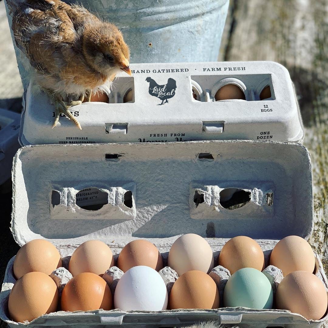 My Pet Chicken Egg Cartons Henlay Laid Local Egg Cartons- Adorable Printed Vintage Design- 25, 90, or 250