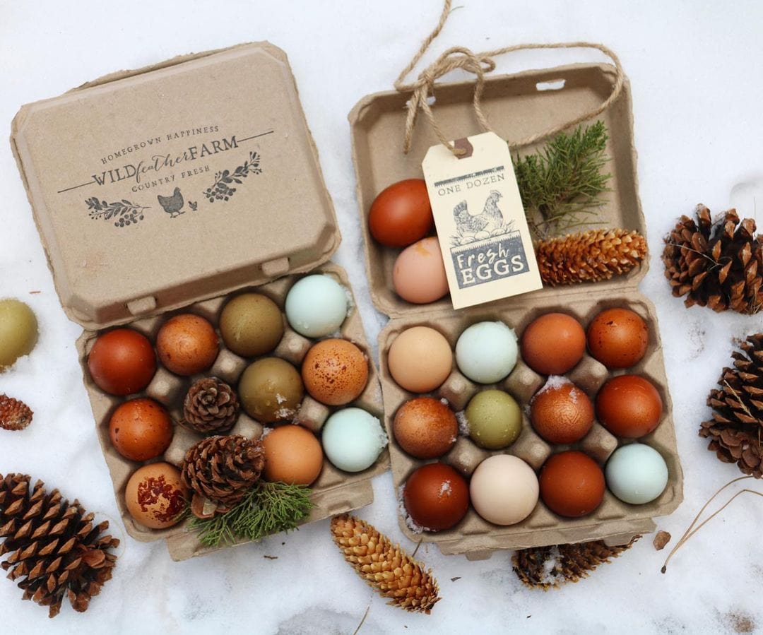 My Pet Chicken Egg Cartons Henlay Vintage Blank Egg Cartons, Classic 3x4 Design, 2 Colors, 25, 65, 75, or 200 Pack