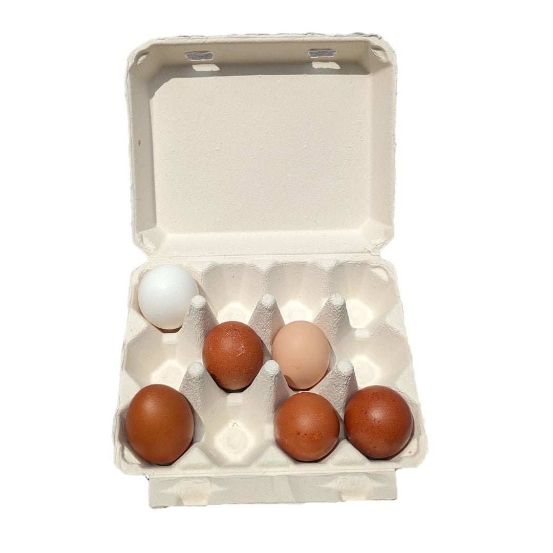 My Pet Chicken Egg Cartons White Egg Cartons / 25 Cartons Henlay Vintage Blank Egg Cartons, Classic 3x4 Design, 2 Colors, 25, 65, 75, or 200 Pack