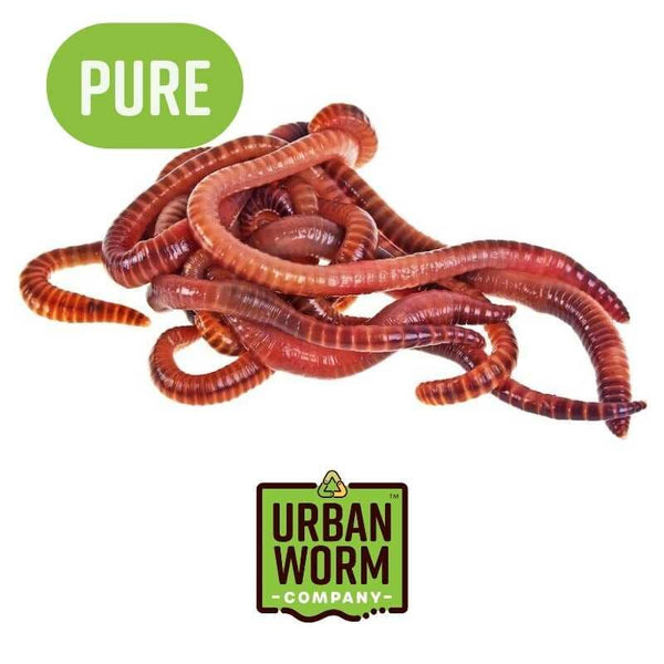Pure Red Wiggler Composting Worms – TeraGanix